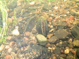 Blackwater Freshwater Pearl Mussel