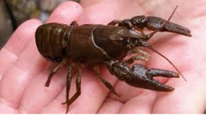 White Clawed Crayfish on person's hand