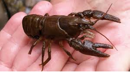 White Clawed Crayfish on person's hand