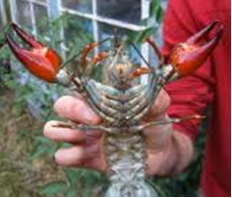Signal Crayfish (note red claws)