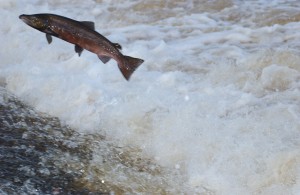 Blackwater Atlantic Salmon jumping 