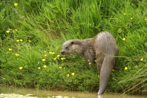 Blackwater Otter 