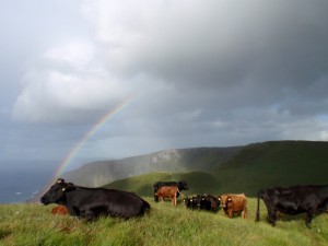 Dingle Dexters in the Kerry uplands