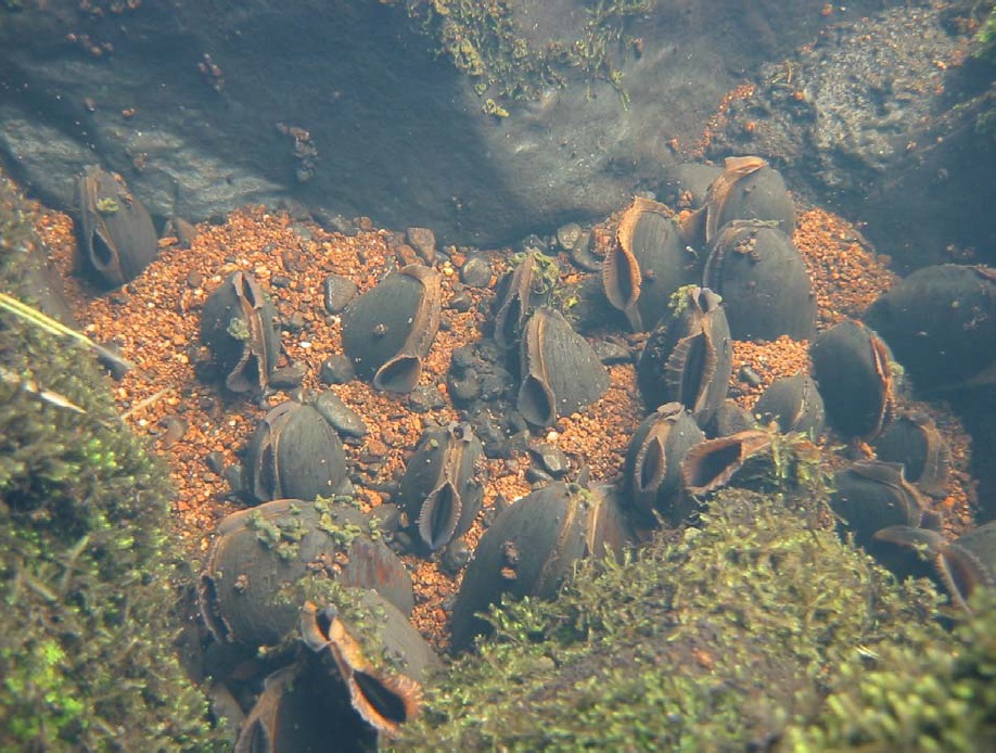 Freshwater Pearl Mussels (Photo - Eugene Ross Tralee IT)