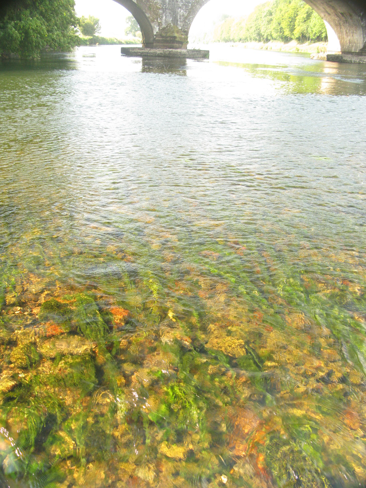 Kilsheelan Bridge showing instream plants and macroalgae Photo: Brian Kennedy