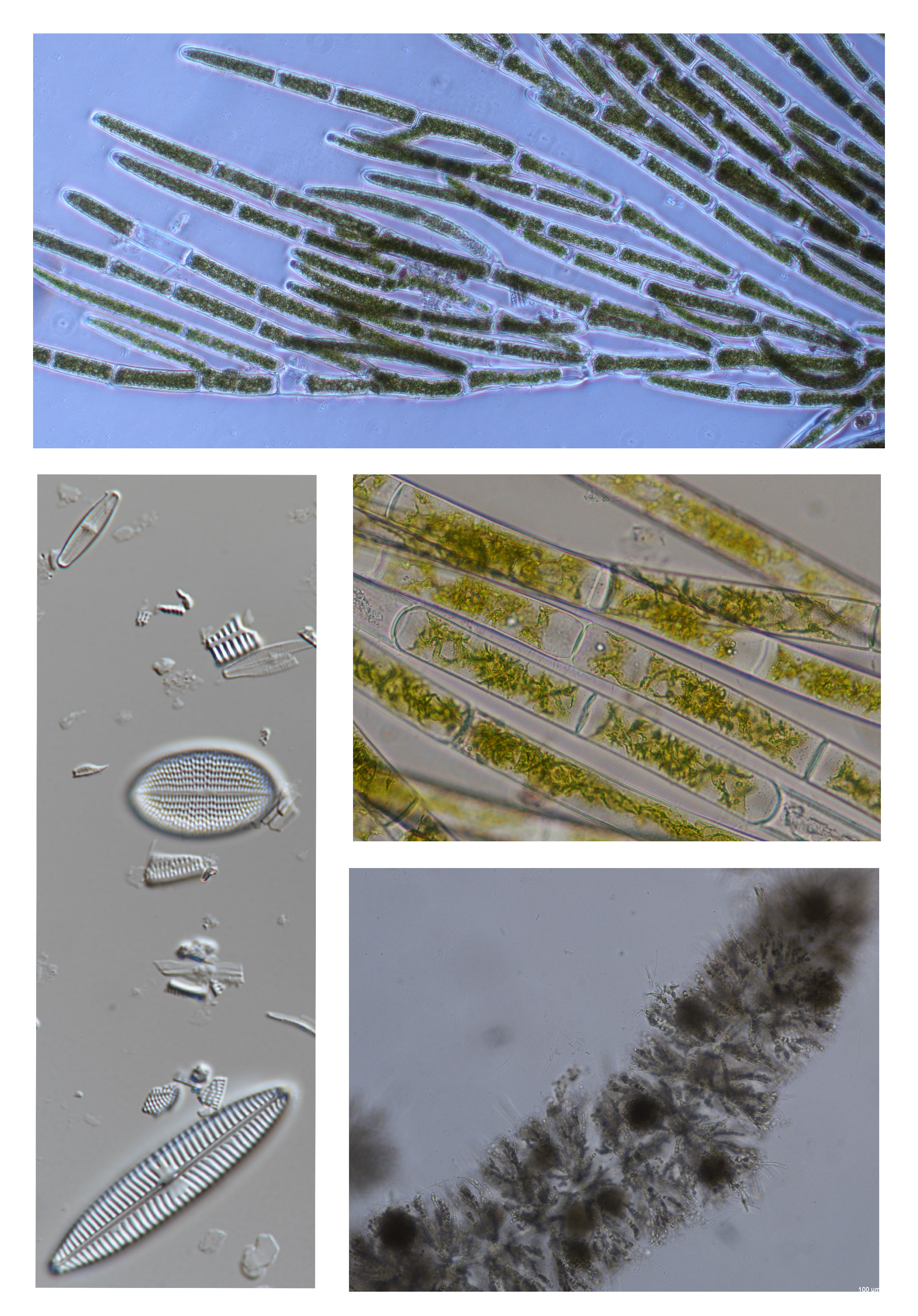 Common algae and diatom species that occur in the River Suir Photo: Bryan Kennedy