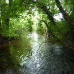 Natural stream channel in a tributary near the Suir headwaters (Photo E. Quinlan)