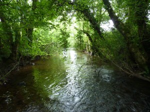 Natural stream channel in a tributary near the Suir headwaters (Photo E. Quinlan)