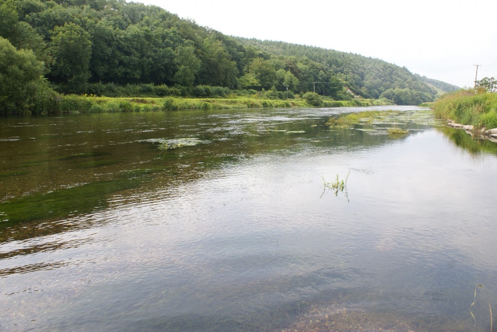 What’s living in the Suir, how healthy are our rivers? Catchments.ie