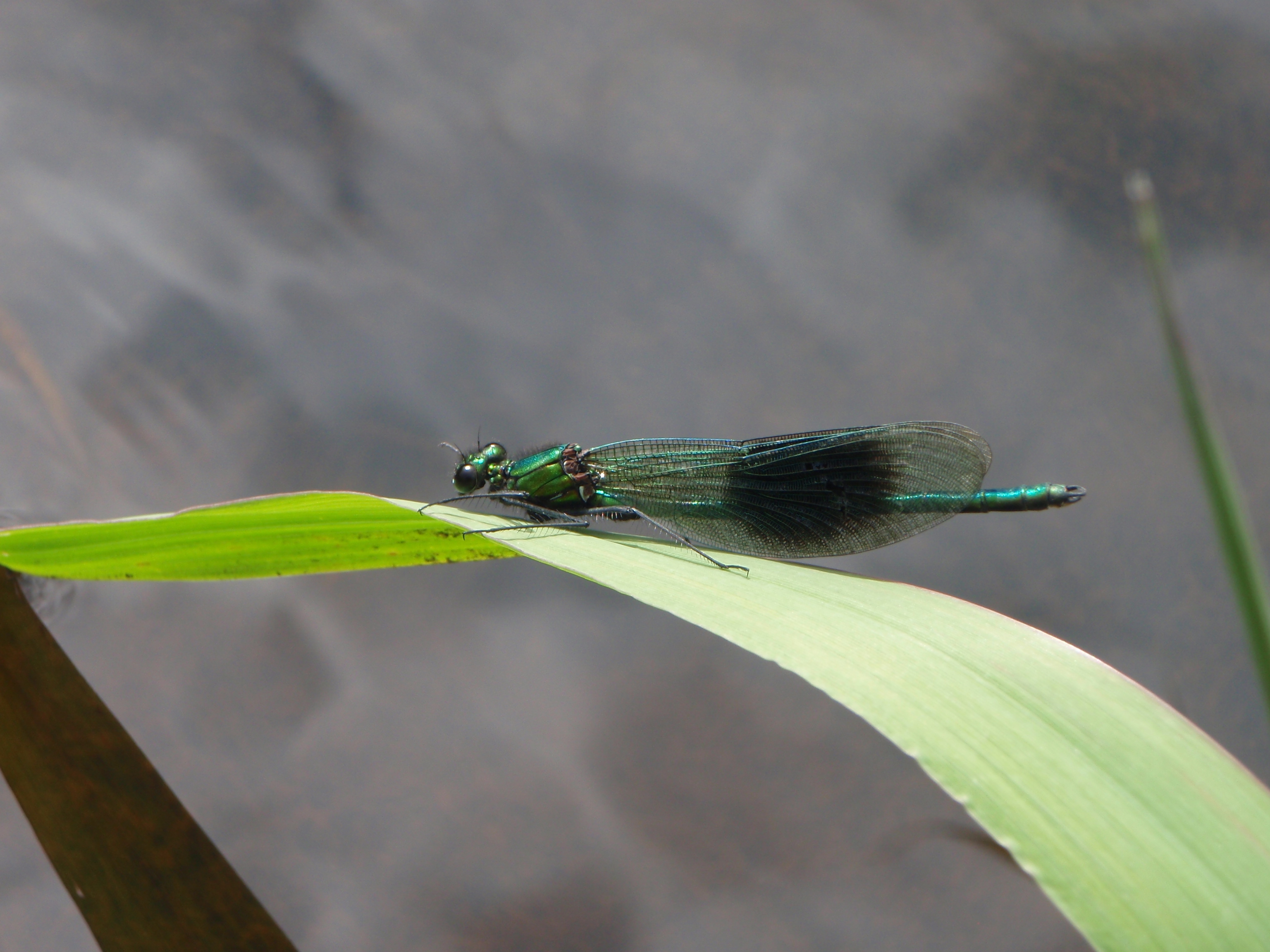 Damselfly - Calopteryx Splendens - Banded Demoiselle Photo: Catherine Bradley