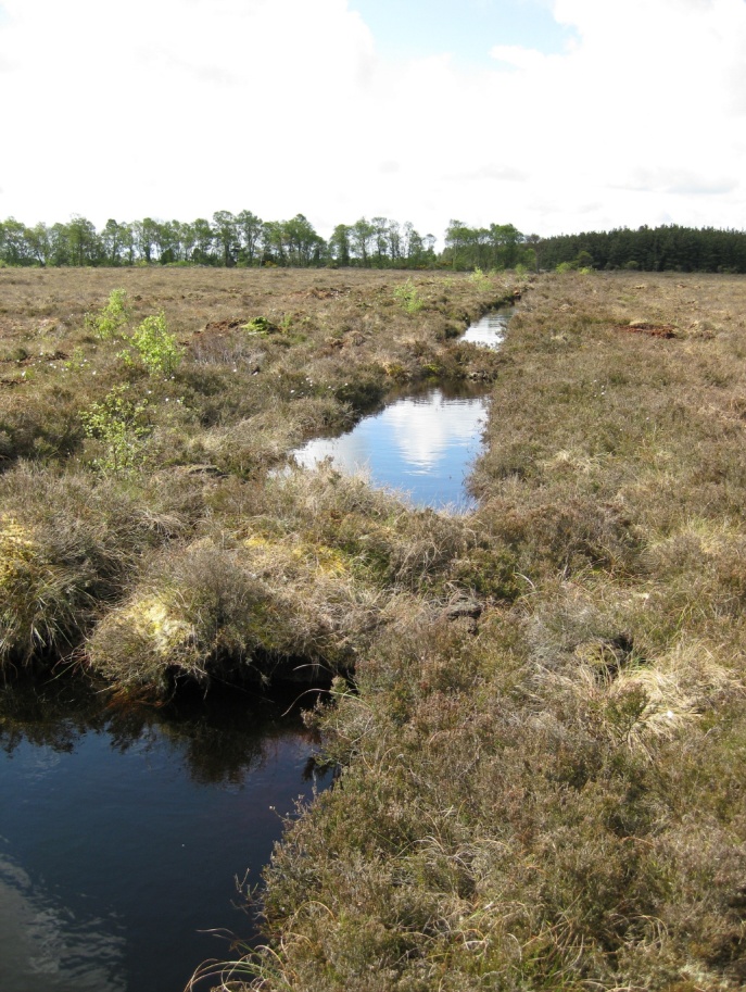 Wetlands and Natural Flood Measures