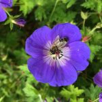 Bee Pollinating a Flower