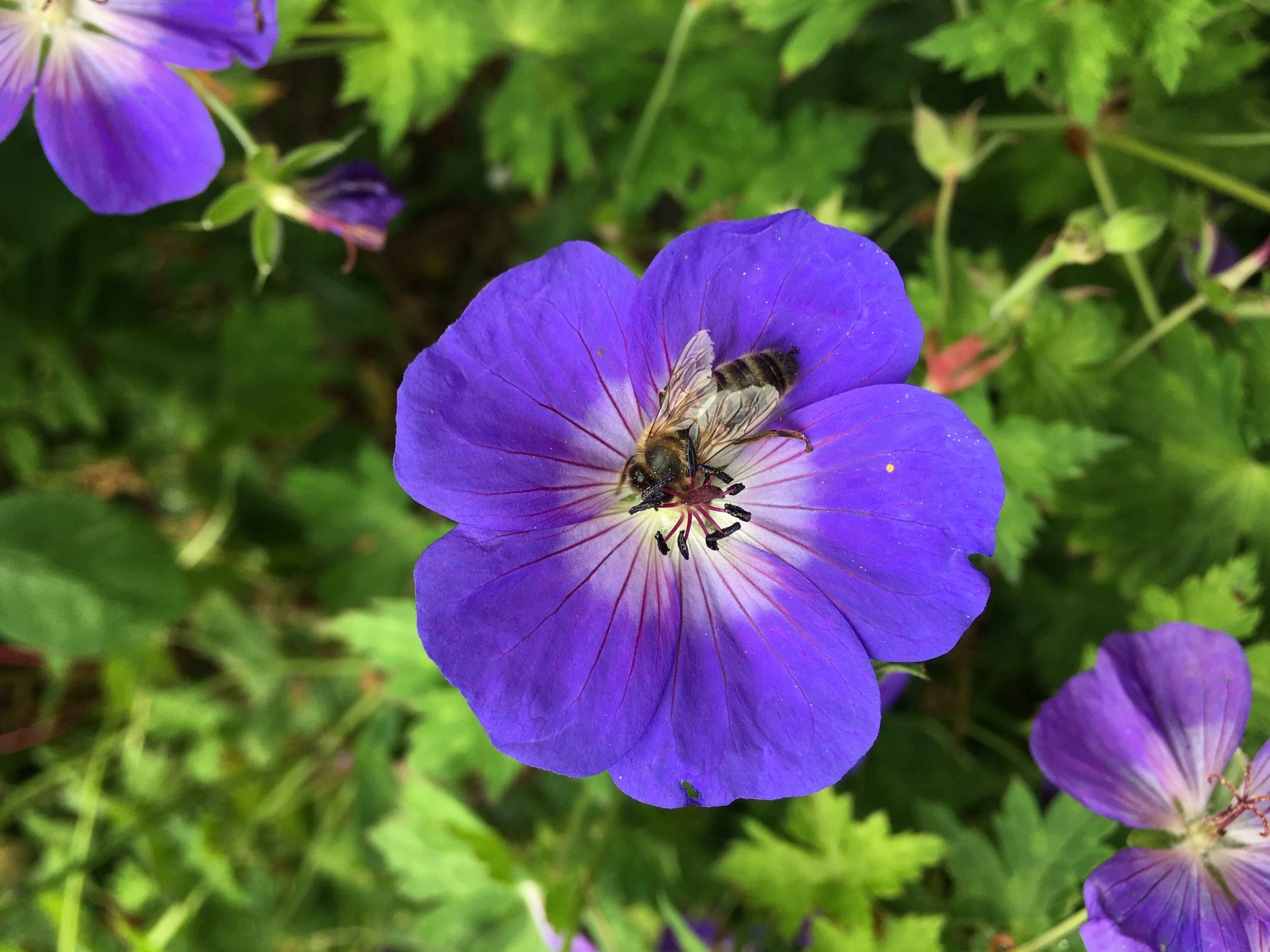 Bee Pollinating a Flower