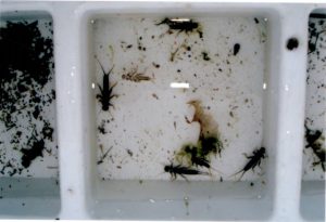 Samples of Stoneflies