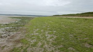 OPPORTUNISTIC GREEN SEAWEED ON REDBARN BEACH, CO. CORK, JULY 2016. PHOTO: ROBERT WILKES.