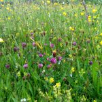 Helping Ireland's Pollinators