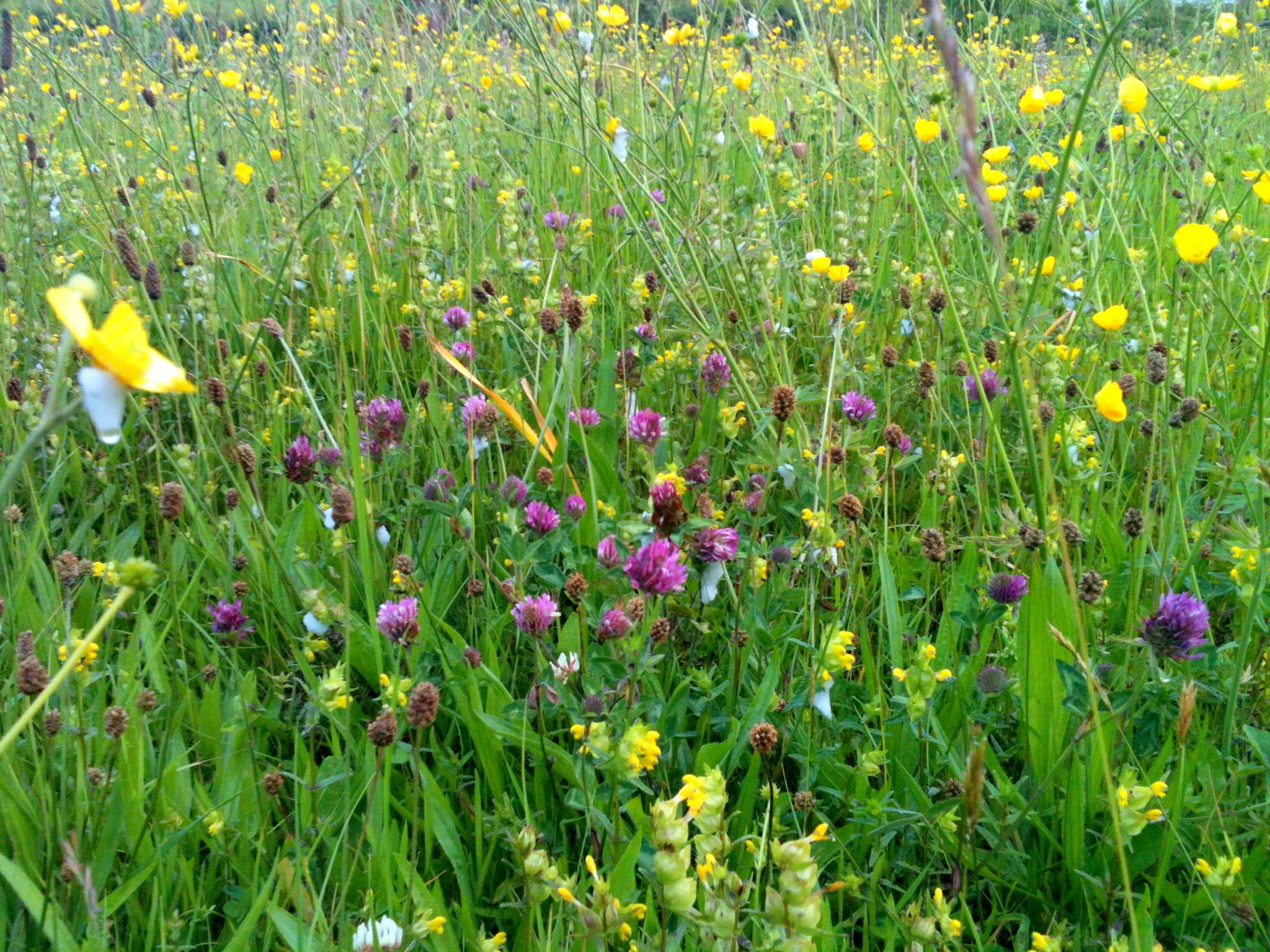 Helping Ireland's Pollinators