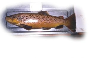 Gillaroo Trout