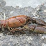 White clawed crayfish