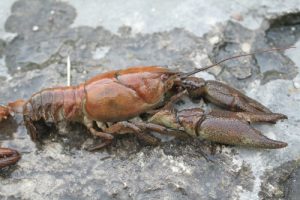 White clawed crayfish