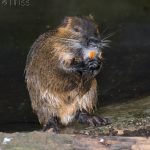 Invasives Coypu