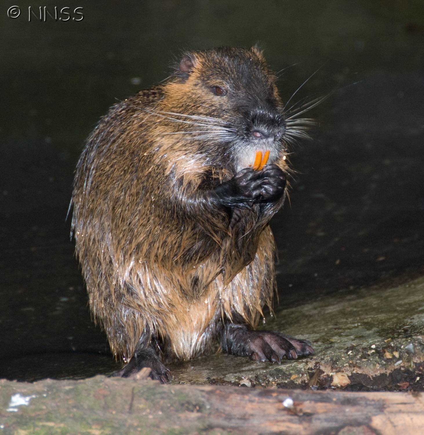 Invasives Coypu