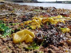 EPA Ecology 3 Meet the Oyster thief, so called as the plants are said to inflate with gas and float away with the small Oysters they attach to!_1