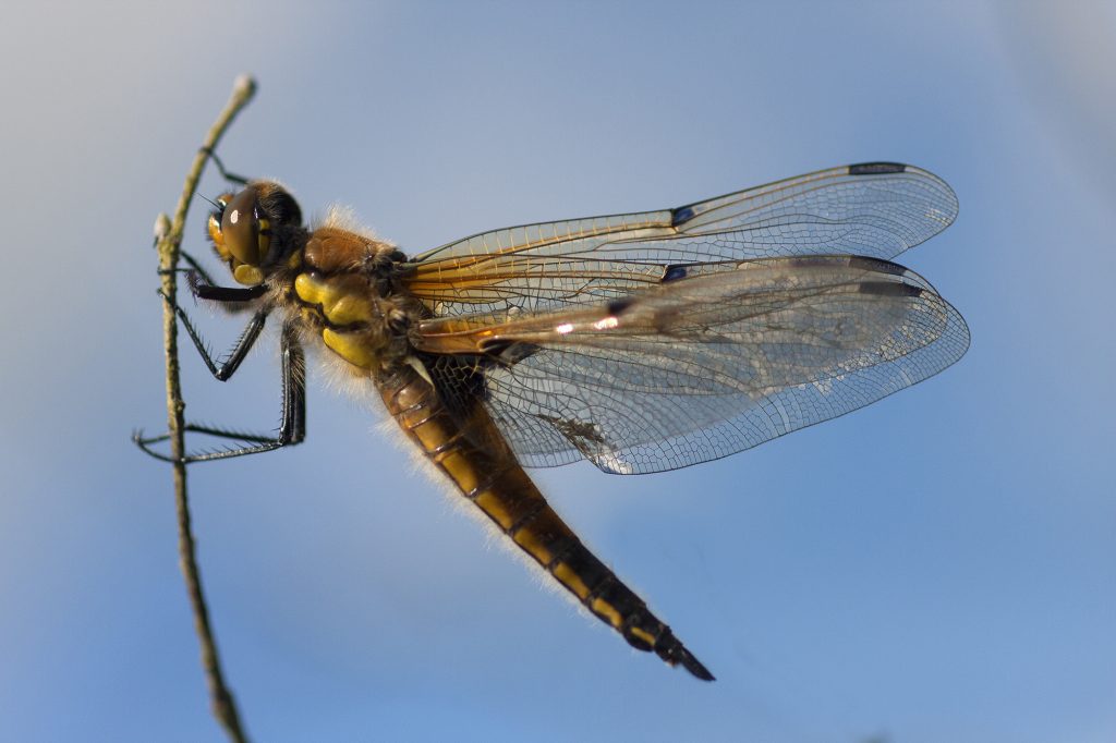 Tapestry of light - Four Spot Chaser - Copy