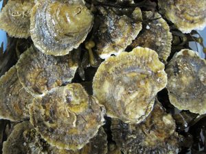 Cuan Beo - Native Flat Oyster (Ostrea edulis)