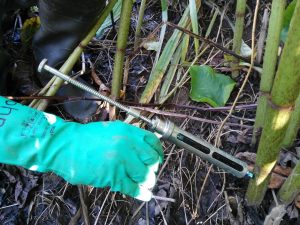 INJECTING WEED KILLER DIRECTLY INTO THE STEM OF JAPANESE KNOTWEED