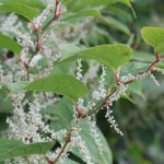 JAPANESE KNOTWEED