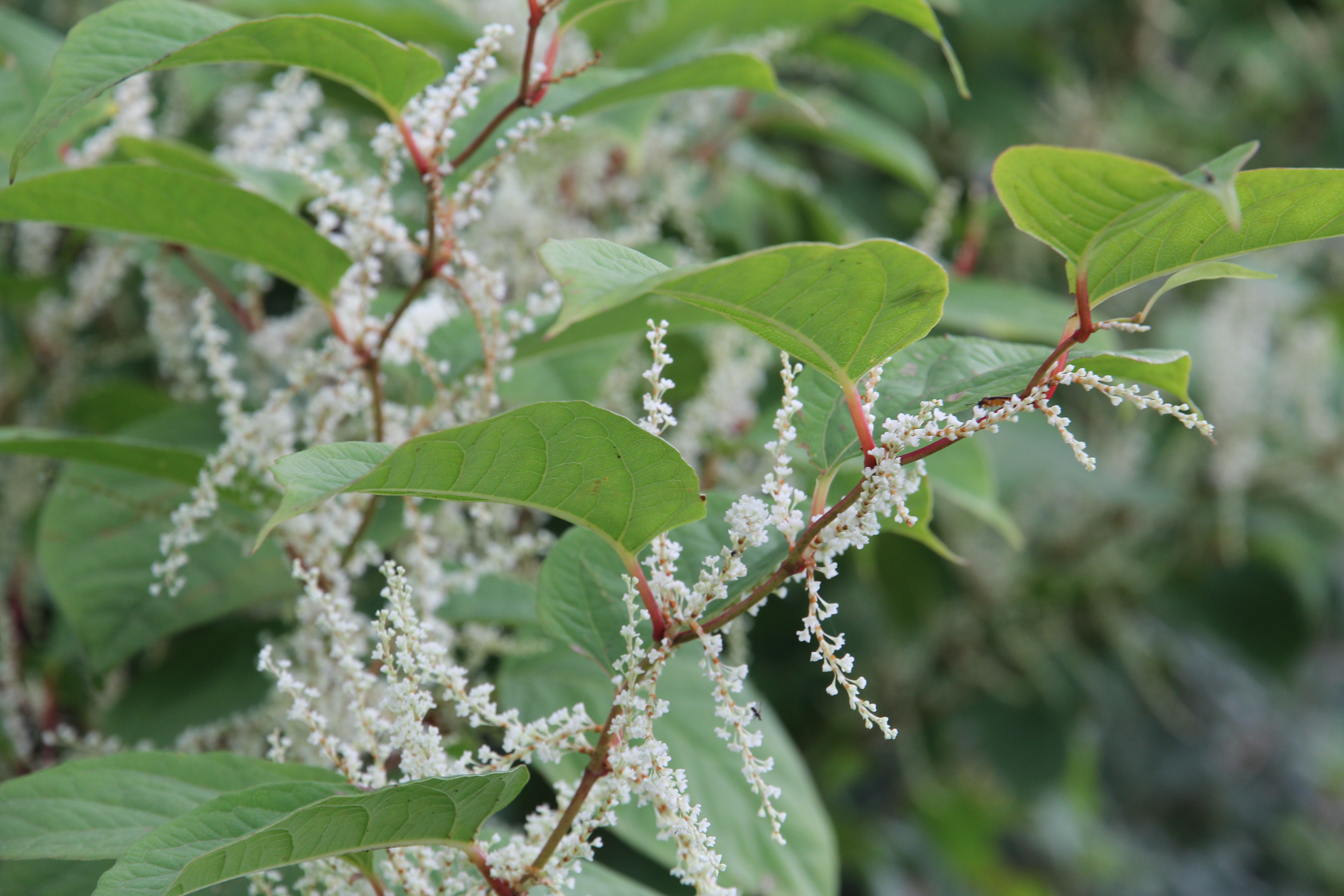 JAPANESE KNOTWEED