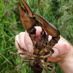 White Clawed Crayfish