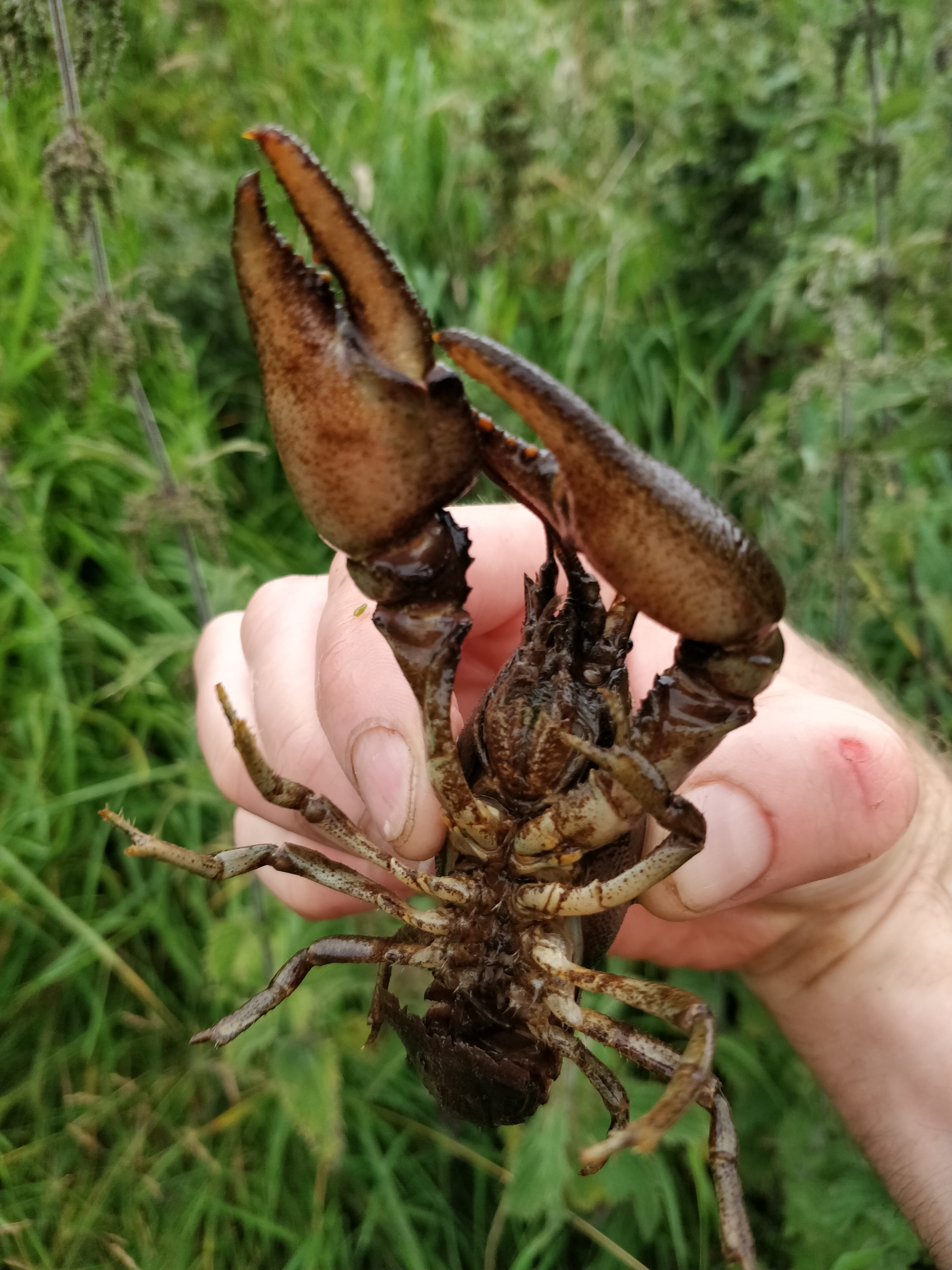 White Clawed Crayfish