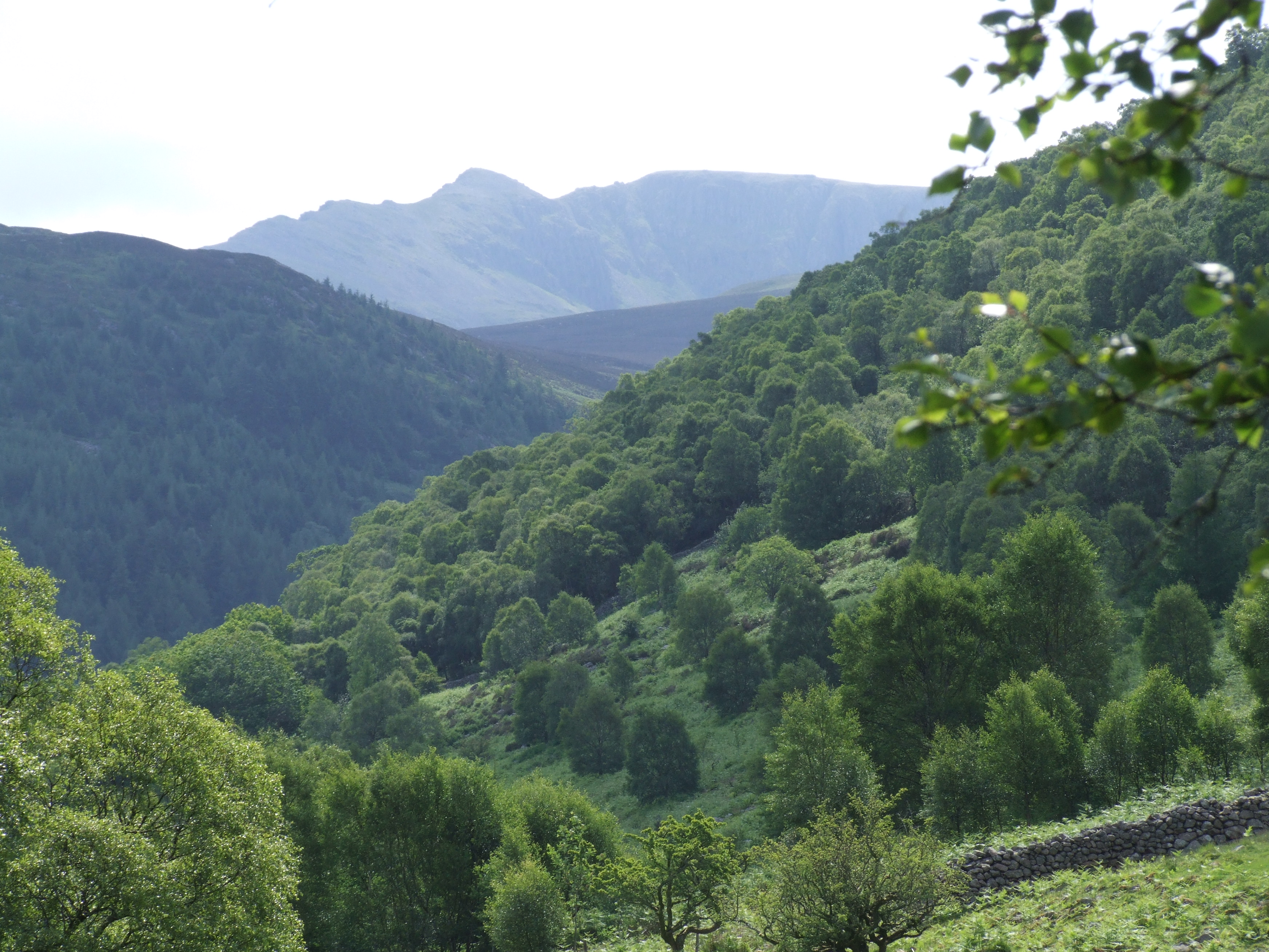 Rewilding Wild Ennerdale