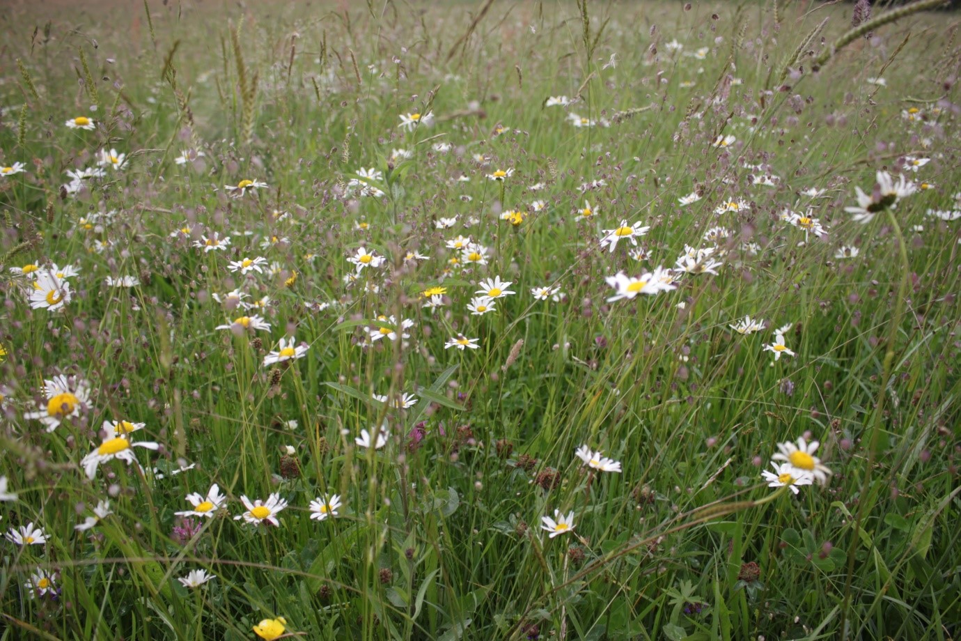 Flower-rich, dry hay meadow in County Leitrim
