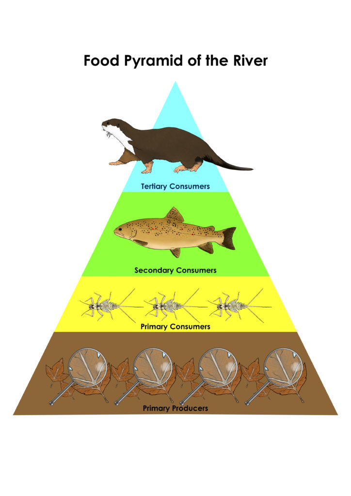 Figure4StoryoftheRiverFoodPyramid Catchments.ie Catchments.ie
