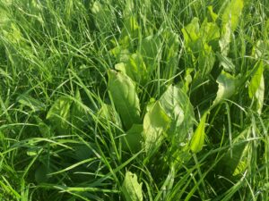 A multispecies grass sward