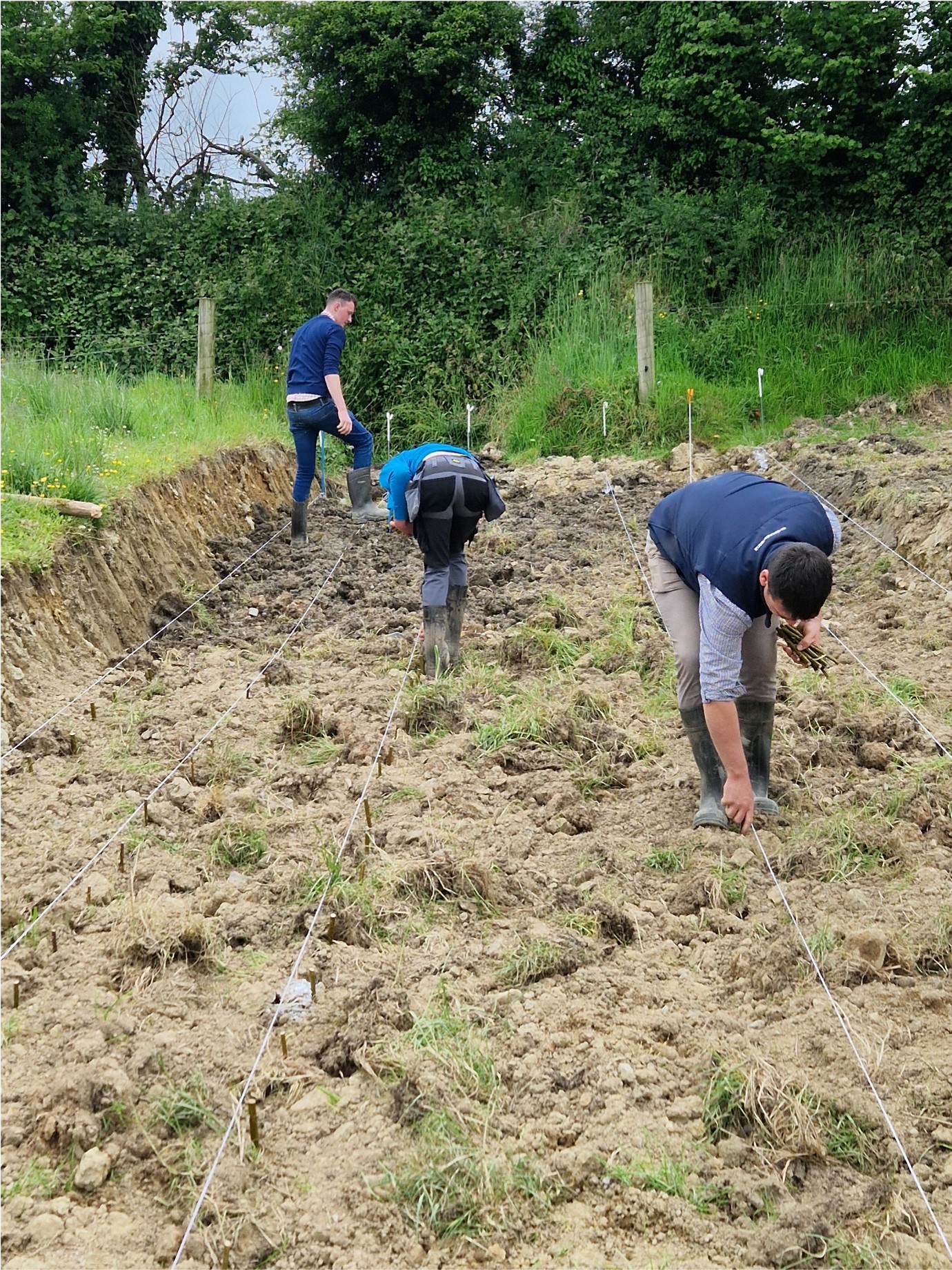 This image shows three individuals engaged in planting willow stems in a field. The field is organised into rows with string lines marking the planting areas. The ground looks freshly tilled, and there are trees and greenery visible in the background.