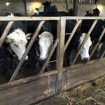 Dairy cattle in a farmyard