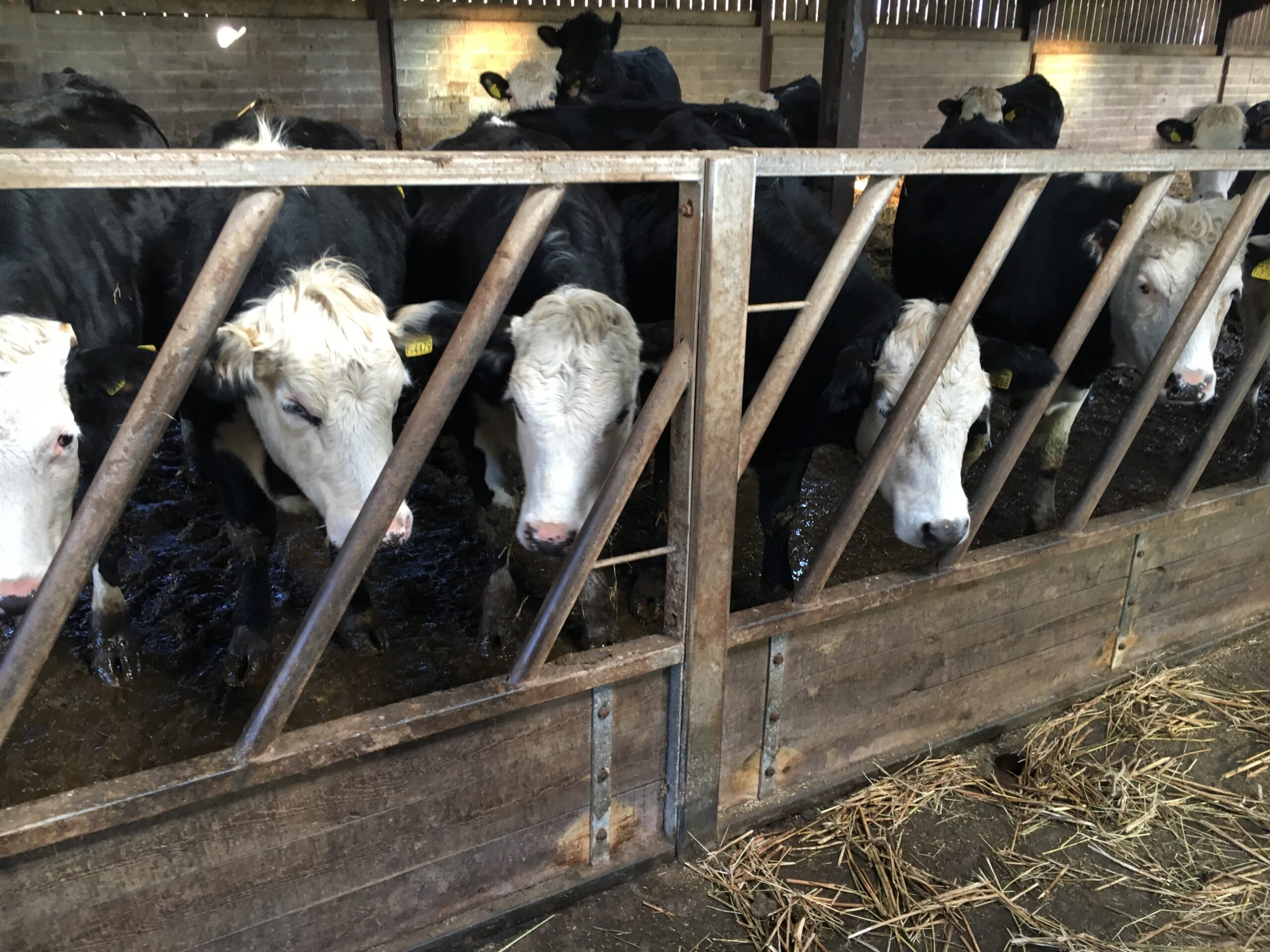 Dairy cattle in a farmyard