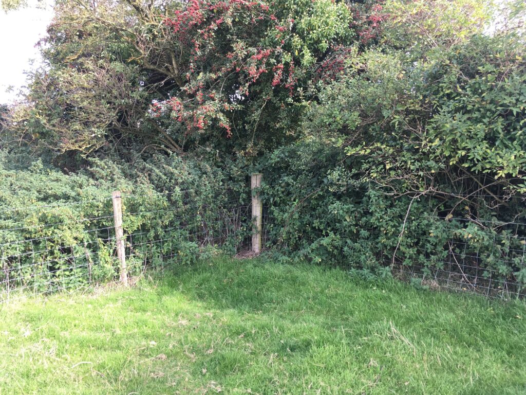 Grassy field corner surrounded by dense bushes and trees, with a wooden post and wire fence.