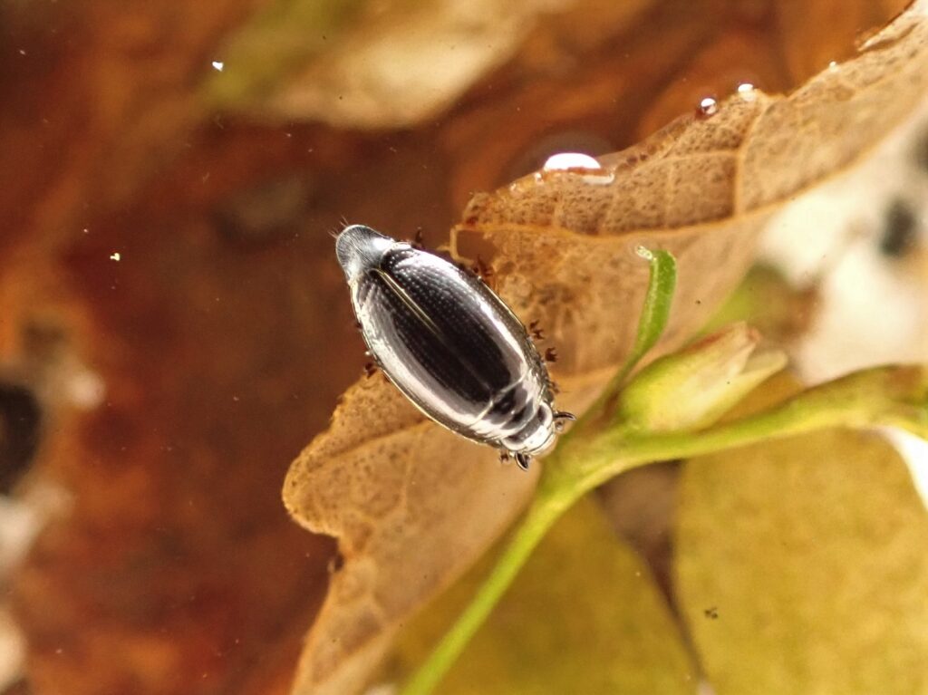 A whirligig beetle (Family Gyrinidae), typical of slower-flowing and standing waters.