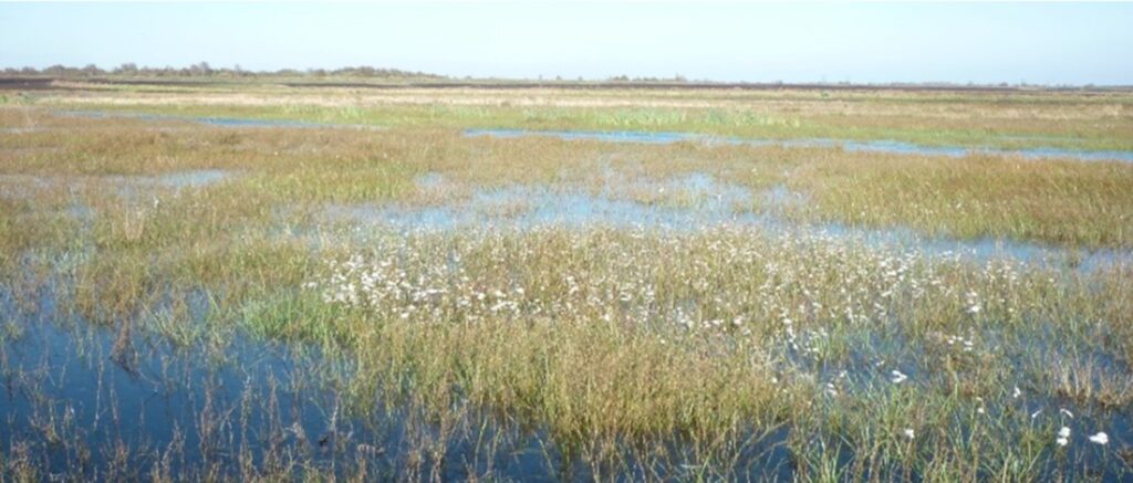 A vast bog landscape with patches of shallow water interspersed among tall grasses and small white flowers. The horizon shows a distant tree line under a clear blue sky.