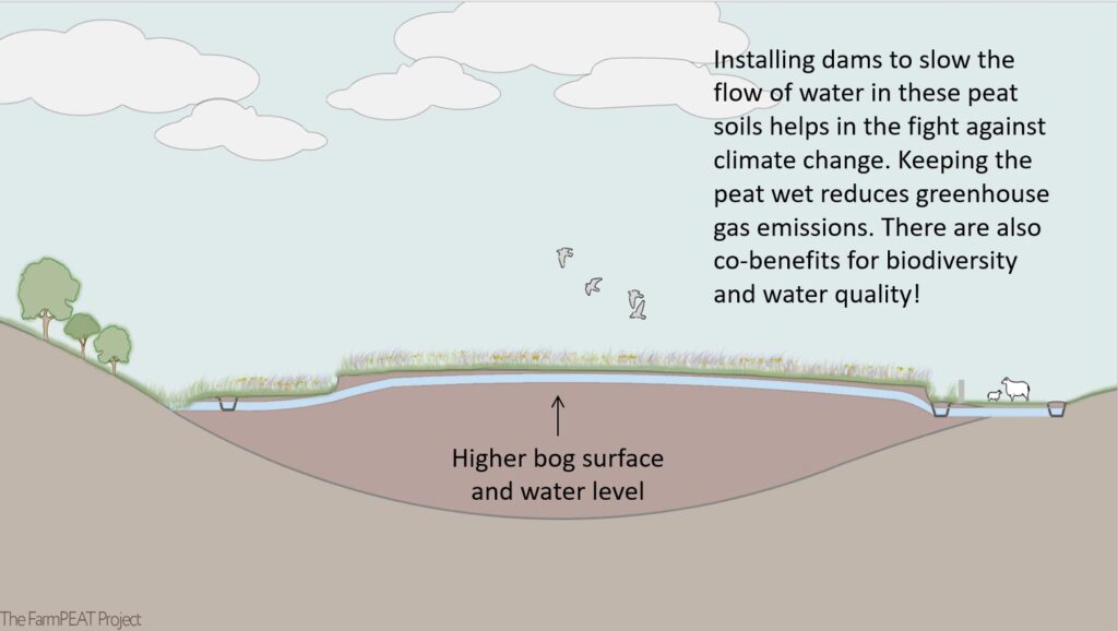 An image from FarmPEAT that explains how bogs are formed and can be protected.