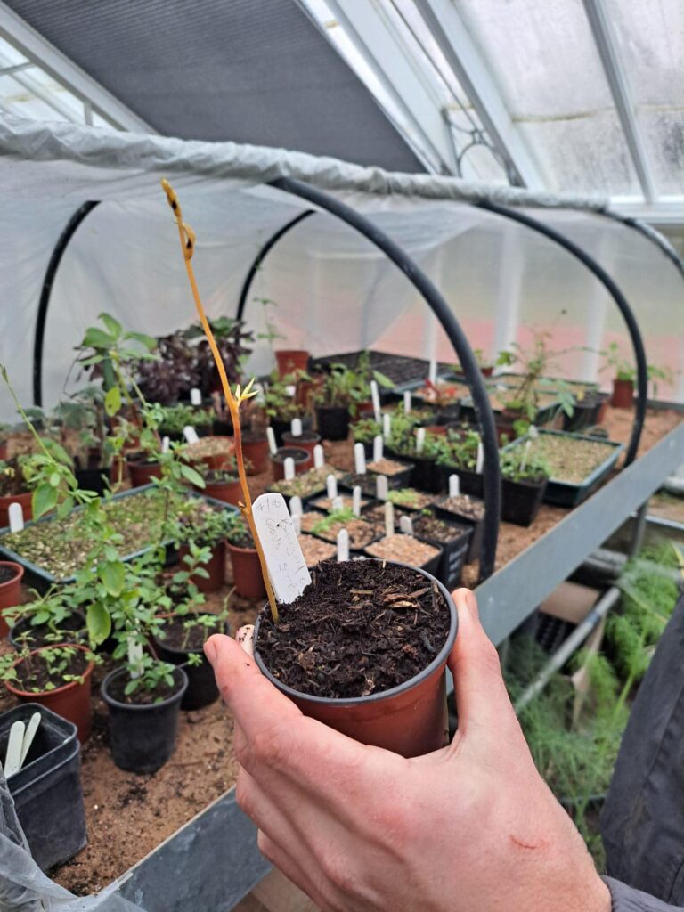 A hand holding a small plant pot with a young seedling and a white label inside a greenhouse. In the background, rows of pots with various plants are arranged on a raised bed under plastic tunnels.