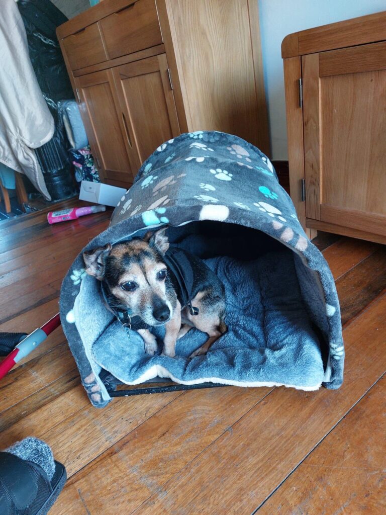 A small dog lying inside a cozy, paw-print patterned pet bed on a wooden floor. The bed is partially covered like a tunnel, and wooden furniture is visible in the background.