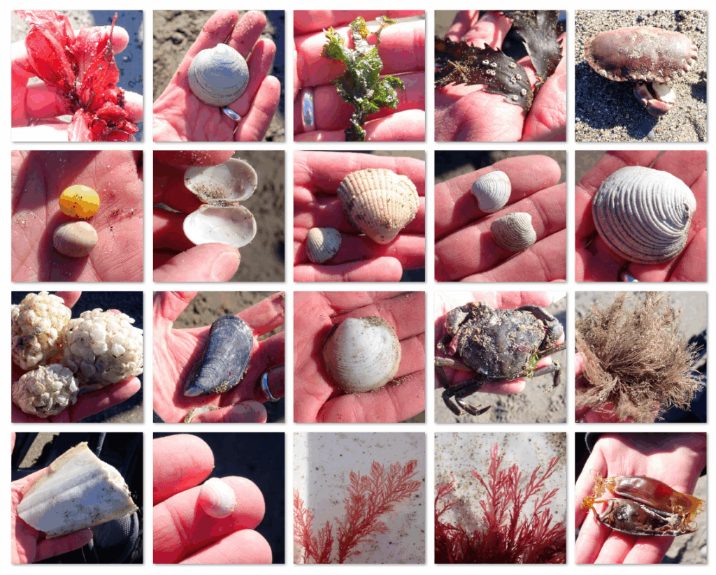 Collage of coastal finds displayed in a grid, showing various shells, seaweeds, egg cases and other small shore organisms held in a person’s hand.