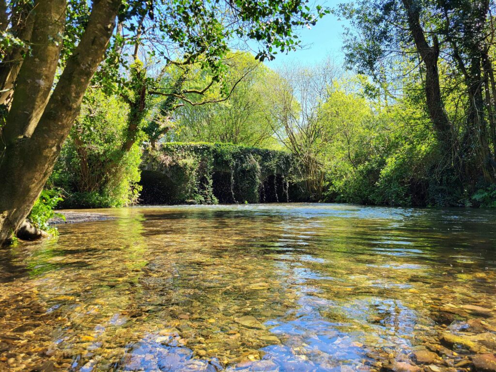 A shallow, clear river flowing over light‑coloured stones, surrounded by dense green trees and vegetation. Sunlight filters through the branches, and a small waterfall is visible in the background beneath a wall of ivy.