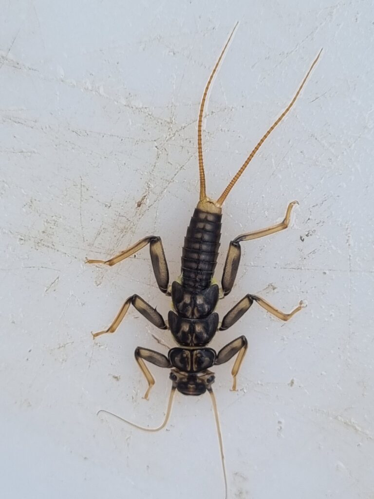 Close-up of a large aquatic stonefly nymph on a light background, showing a dark segmented body, six legs, and two long tail filaments.